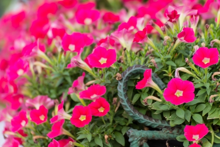 Pink petuniasの写真素材