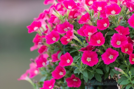 Pink petuniasの写真素材