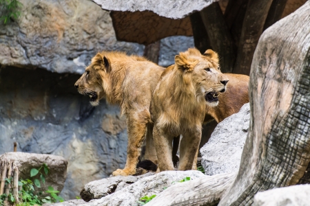 Two Lion in Chiangmai Zoo , Thailandの写真素材