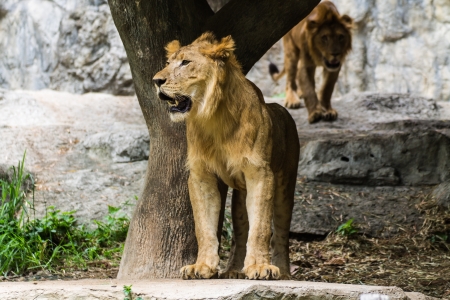 Two Lion in Chiangmai Zoo , Thailandの写真素材