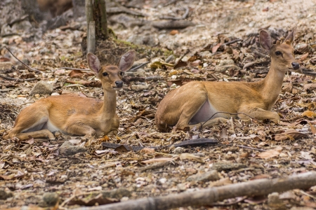 Two Small deer in Chiangmai Zoo , Thailandの写真素材