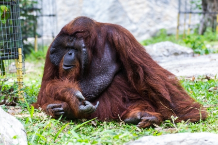 The adult male of the Orangutan in Chiangmai Zoo, Thailandの写真素材