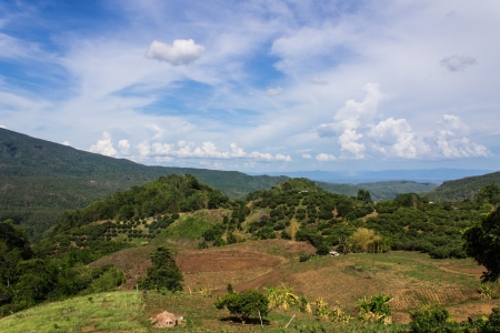hut and farm Hmong on the mountain in Chiangmai province, North of Thailandの写真素材