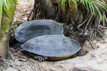 Turtle in Chiangmai  , Thailandの写真素材