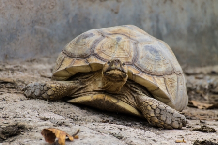 Giant Turtle in Chiangmai  , Thailandの写真素材