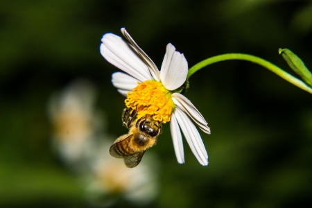 Macro of Bee on flowerの写真素材
