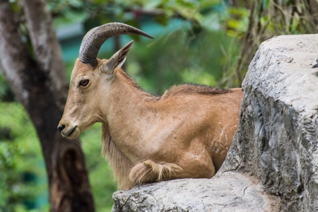 Goat on the stone in Chiangmai  , Thailandの写真素材