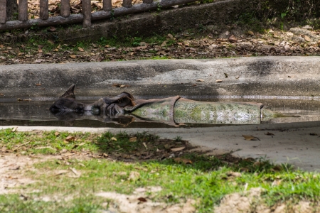 Rhinoceros Swimming water in Chiangmai, Thailandの写真素材