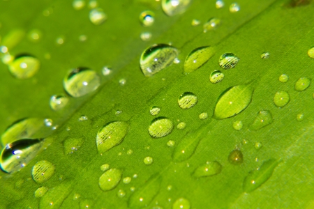 Macro drops of water on the leavesの写真素材