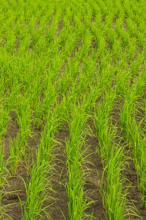 Clump of rice in Chomthong , Chiangmai Thailandの写真素材