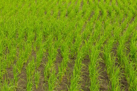 Clump of rice in Chomthong , Chiangmai Thailandの写真素材