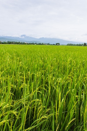 Ridge, mountain and rice field in Thailandの写真素材