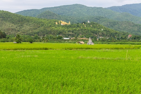 Thai field and Golden Buddha big statue at Wat Mokkanlan in Chomthong , Chiangmai Thailandの写真素材