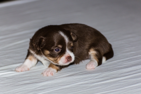 Puppy chiwawaの写真素材