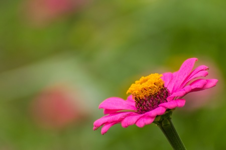 Pink Straw flowerの写真素材