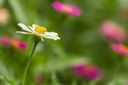 White Straw flowerの写真素材