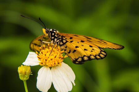 Butterfly feeding on little white flowerの写真素材