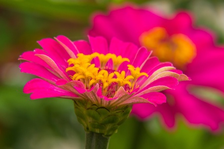 Macro Pink Straw flowerの写真素材