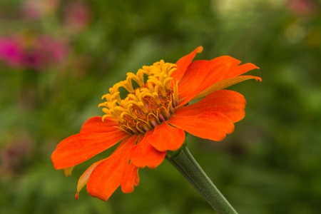 Orange Straw flowerの写真素材