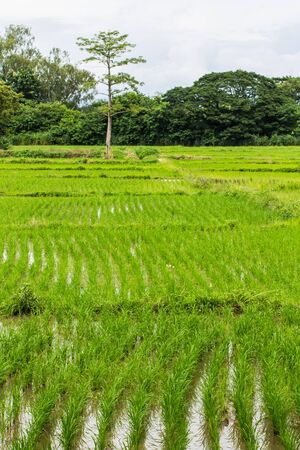 Rice field in Chiangmai , Northen Thailandの写真素材