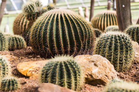 Cactusの写真素材