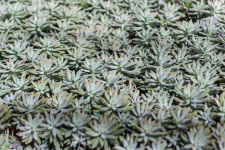 Flaming Katy textureの写真素材