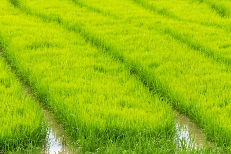 A rice seedlings in Chiangmai Thailandの写真素材