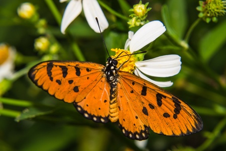 Butterfly feeding on little flowerの写真素材