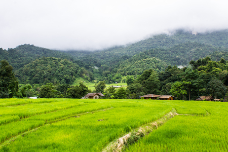 Beautiful green Rice Terraces in Doi inthanon, Maeglangluang Karen villagesの写真素材
