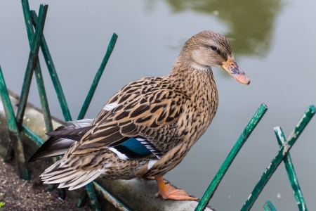 Duck poolの写真素材