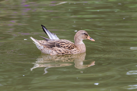 Duck in the pondの写真素材