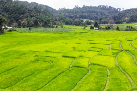 Beautiful green Rice Terraces in Doi inthanon, Maeglangluang Karen villagesの写真素材