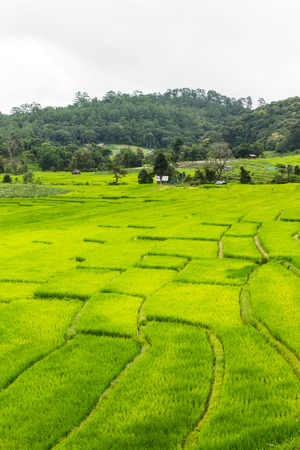 Beautiful green Rice Terraces in Doi inthanon, Maeglangluang Karen villagesの写真素材