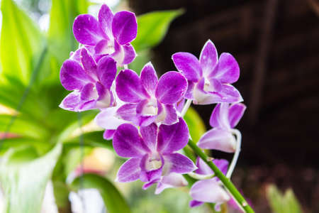 Purple orchidsの写真素材