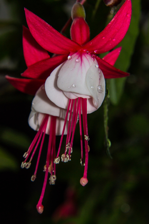 fuschia in glorious redの写真素材