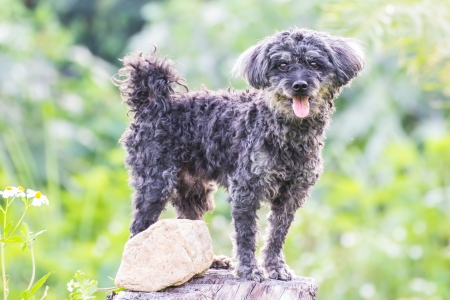 Dog uses a tree stump as lookの写真素材
