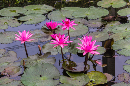 Pink Lotus in Lagoonの写真素材
