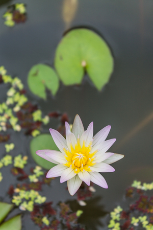 lotus in the pondの写真素材