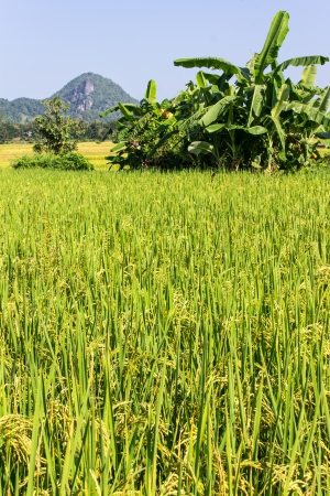Rice fieldの写真素材