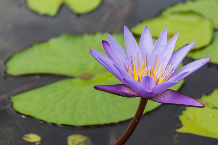 lotus in the pondの写真素材