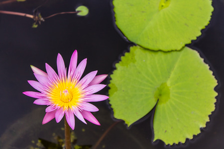 lotus in the pondの写真素材
