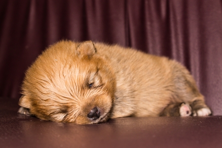 Little fluffy Pomeranian puppyの写真素材