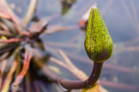water lilyの写真素材