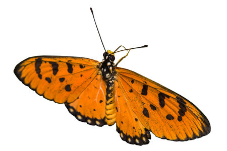 Isolated butterflyの写真素材