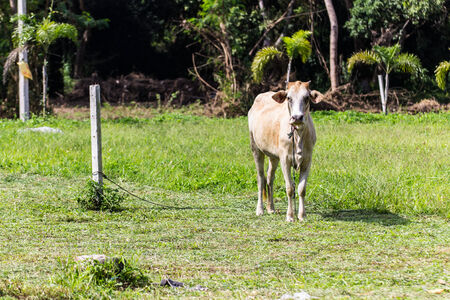 Cow on a meadowの写真素材