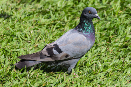 Pigeon in lawnの写真素材
