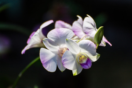 White Orchidsの写真素材