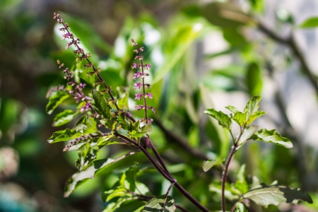 Holy basil treeの写真素材