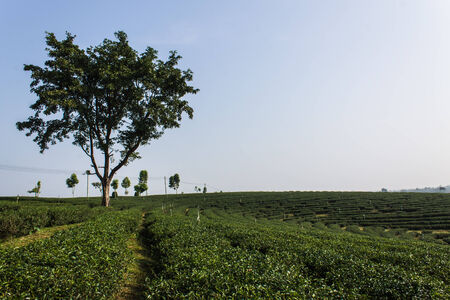 Green tea field, Chiangrai in Thailandの写真素材