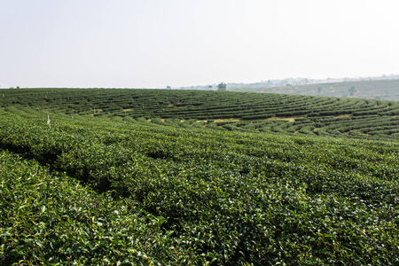 Green tea field, Chiangrai in Thailandの写真素材